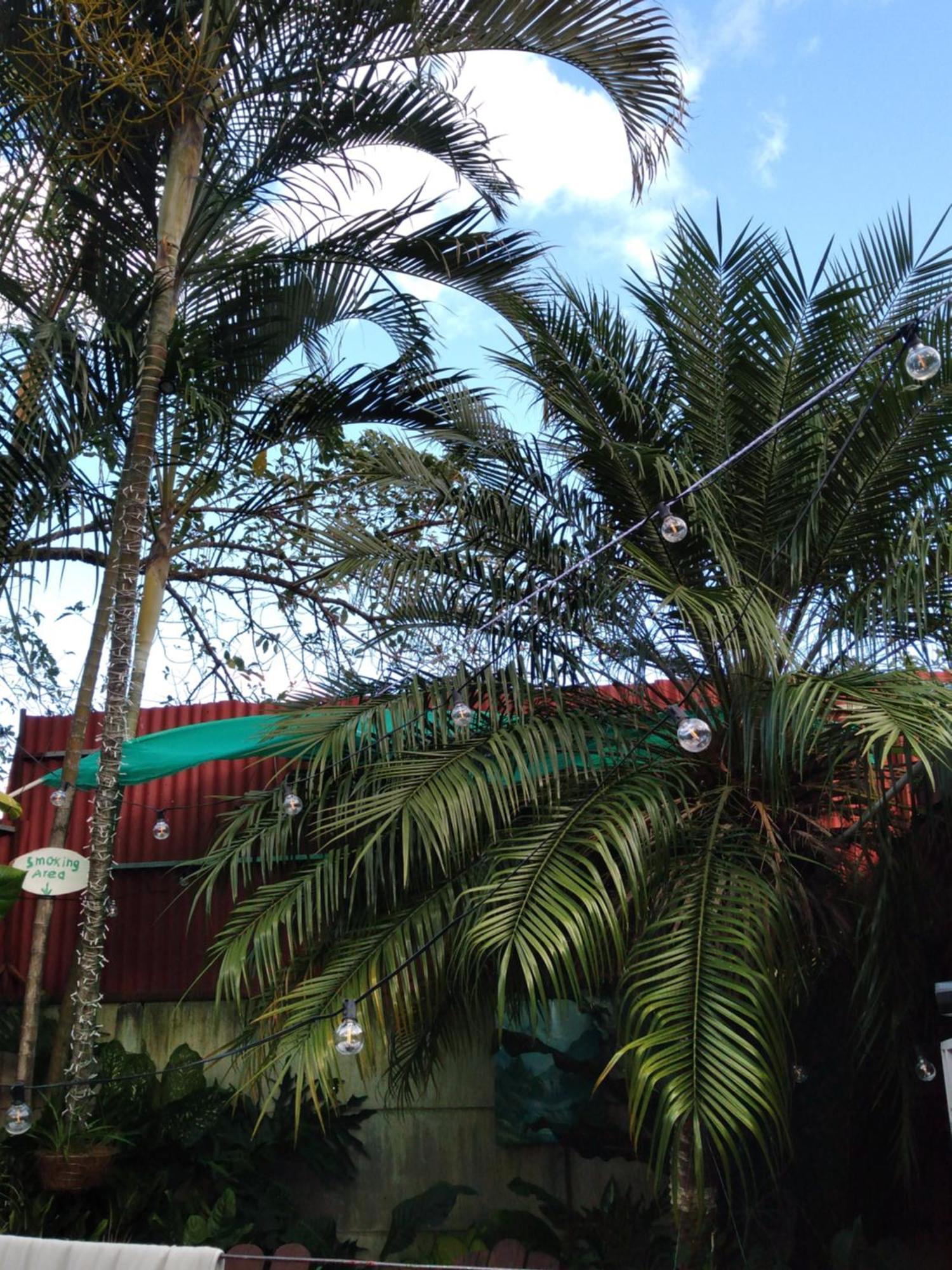 Alexander B&B Alajuela ภายนอก รูปภาพ